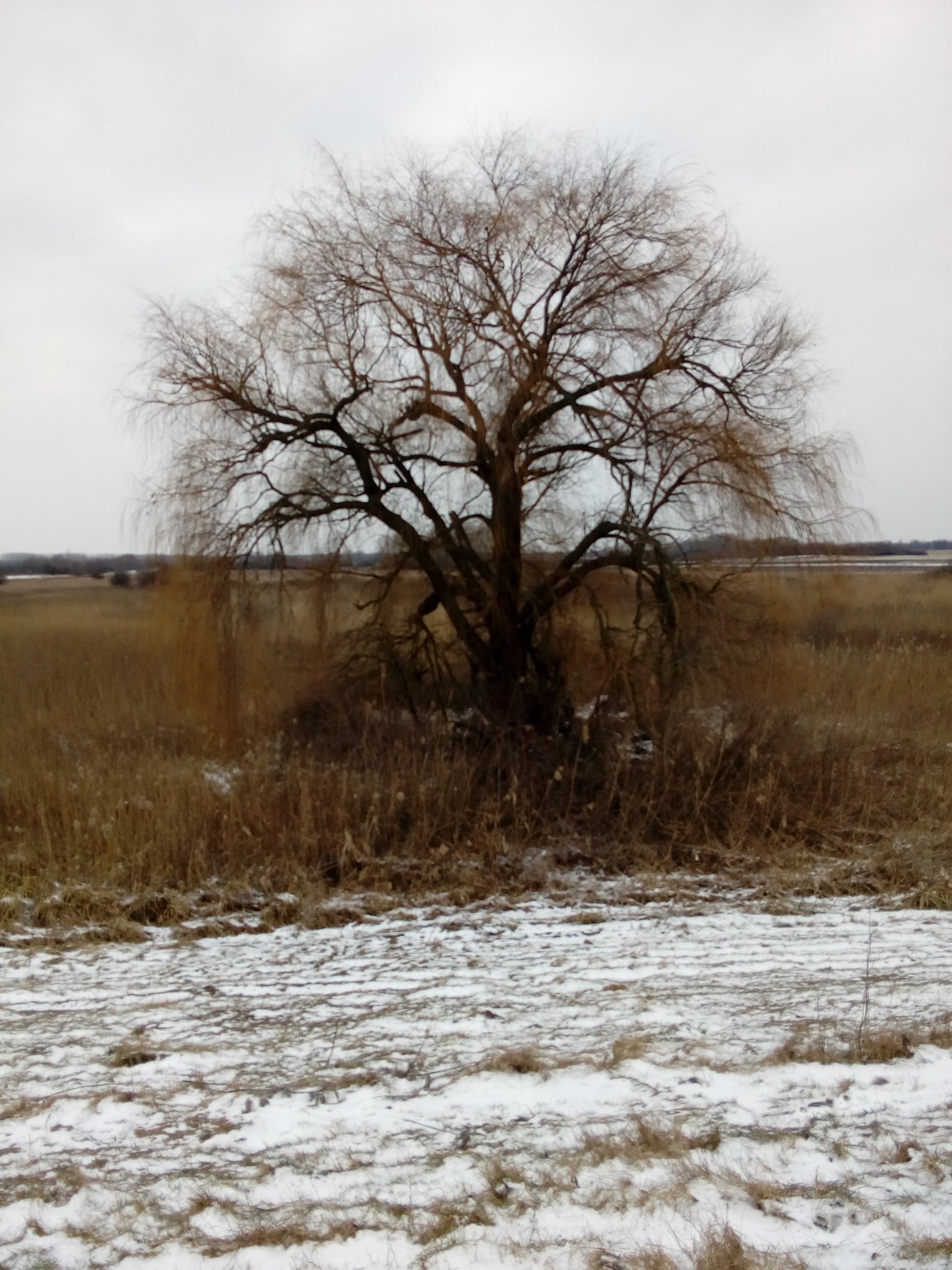 Magányos fa a hóval borított földön, a táj nyugodt és hívogató.